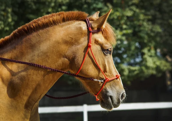 Cavalo vermelho com uma mancha branca na cabeça está na doca ao lado da cerca branca — Fotografia de Stock