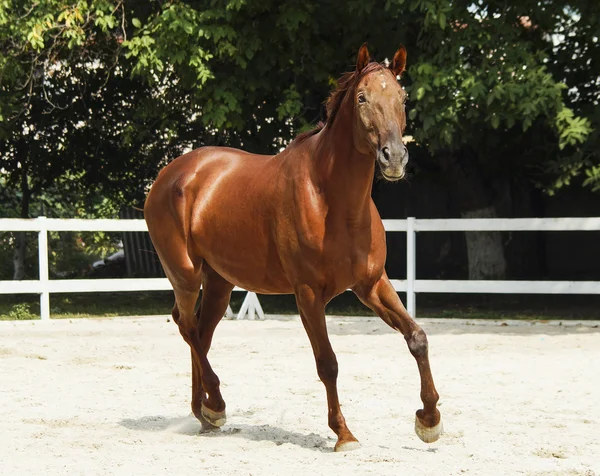 Cavallo rosso con una macchia bianca sulla testa sta correndo nel recinto accanto alla recinzione bianca — Foto Stock