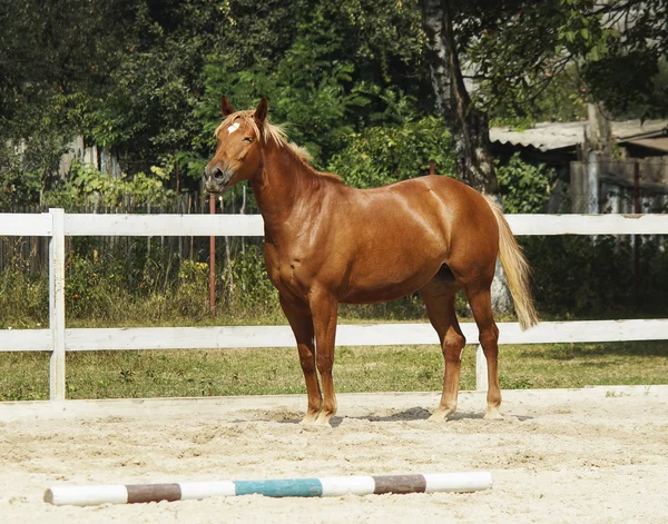 Rode paard met een witte vlek op het hoofd wordt uitgevoerd in de paddock naast witte hek — Stockfoto