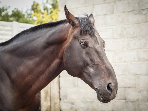 Testa di cavallo marrone — Foto Stock