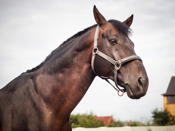 Testa di cavallo marrone sullo sfondo del cielo — Foto Stock