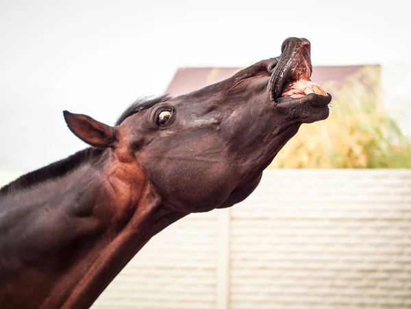 Kahverengi atın portresi