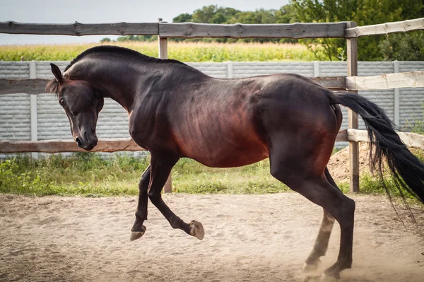 Zuring paard lopen — Stockfoto