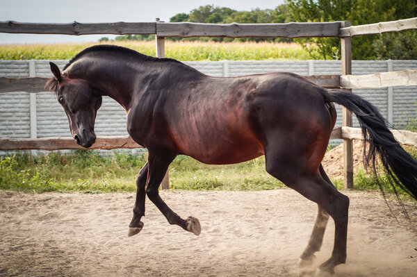 sorrel horse running