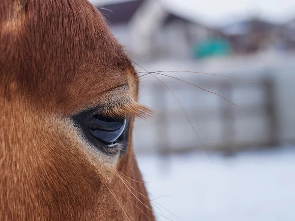 Око червоного коня — стокове фото