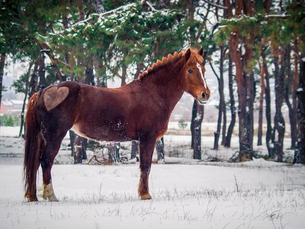 Czerwony koń z serca — Zdjęcie stockowe