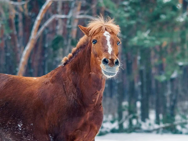 Röd häst porträtt — Stockfoto