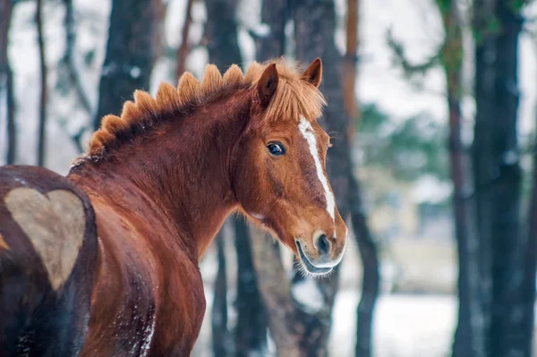 Ryzák se srdcem — Stock fotografie