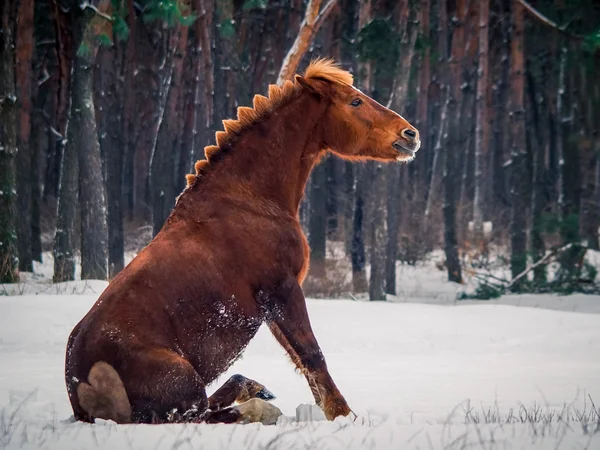 Red horse sitting — Stock Photo, Image