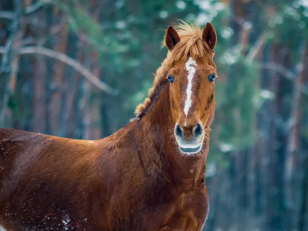 Cheval rouge dans la forêt — Photo