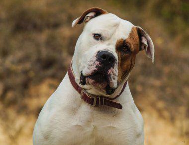 Kahverengi köpek ile bir kahverengi göz