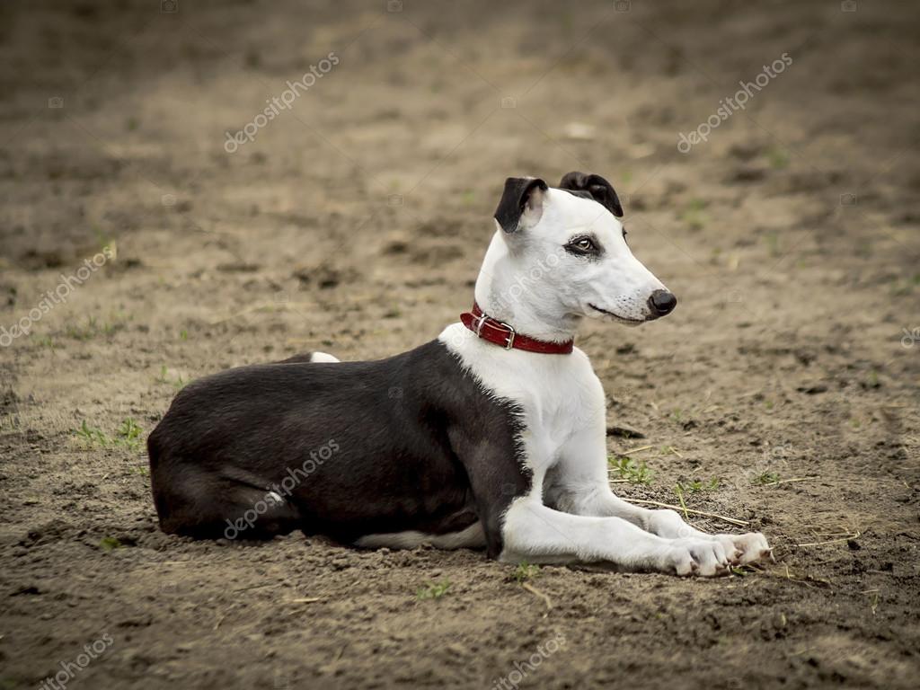 Chien Noir Et Blanc Tacheté Photographie Nataliazh008