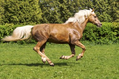 kahverengi at koşma