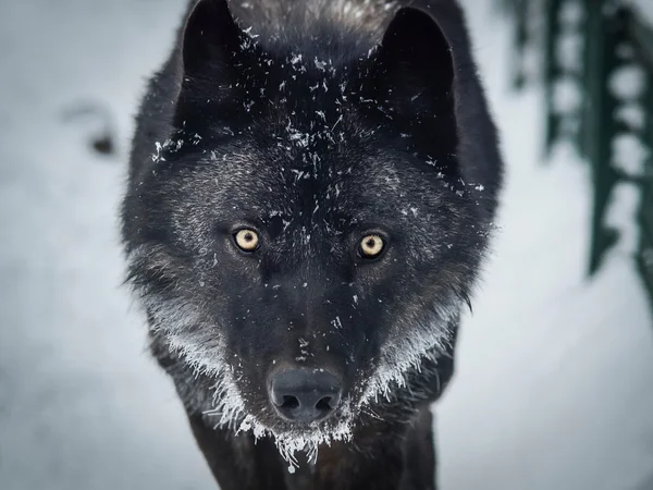 Siyah ve beyaz wolfe