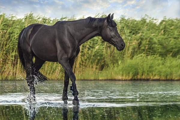 Black horse on the water — Stock Photo, Image