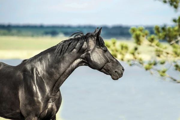Zwarte paard lopen — Stockfoto
