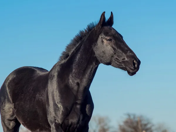 A kék ég háttér fekete ló — Stock Fotó