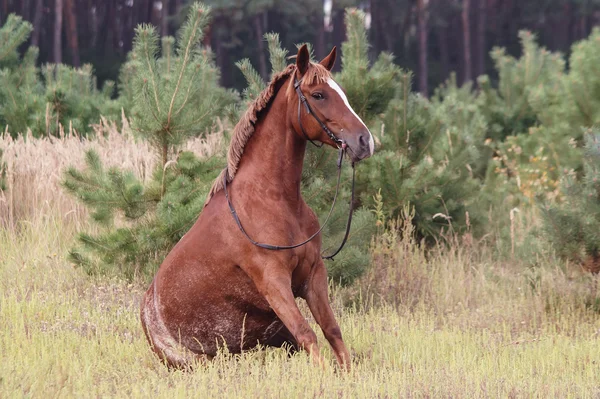 Cavallo bruno seduto — Foto Stock