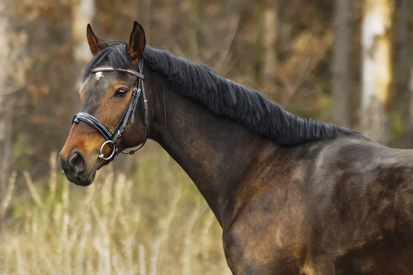 Cavallo marrone sullo sfondo grigio forset — Foto Stock