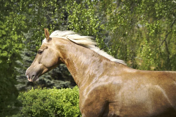 Hnědý kůň běží — Stock fotografie