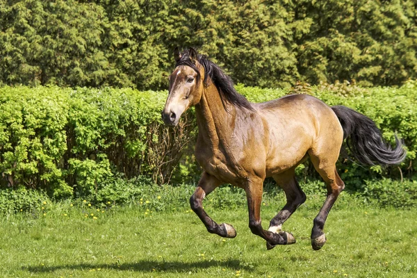 Bruin paard uitvoeren — Stockfoto