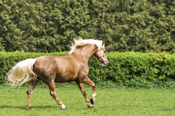 Bruin paard uitgevoerd — Stockfoto