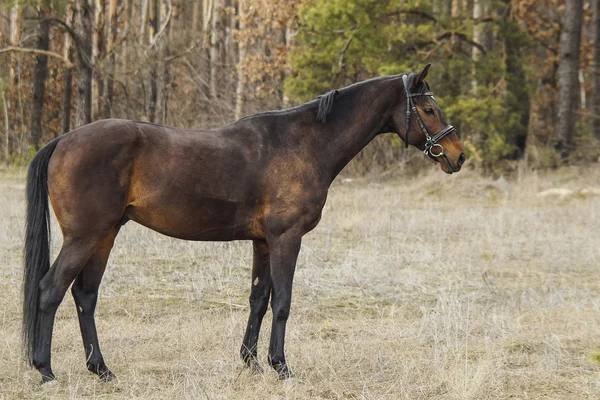 Marche à cheval marron — Photo