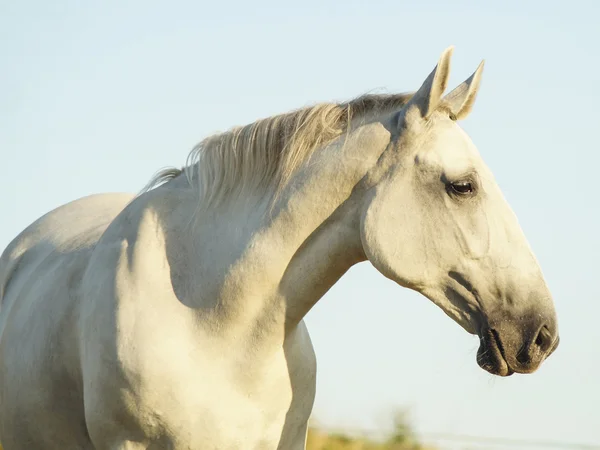 Caballo blanco en el fondo del cielo blanco — Foto de Stock