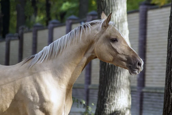 Cavalo cremoso e a árvore — Fotografia de Stock