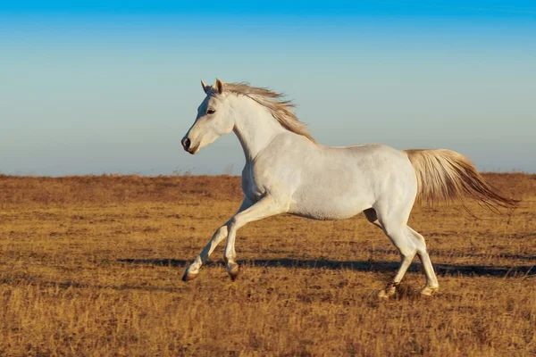Cavalo branco correndo — Fotografia de Stock