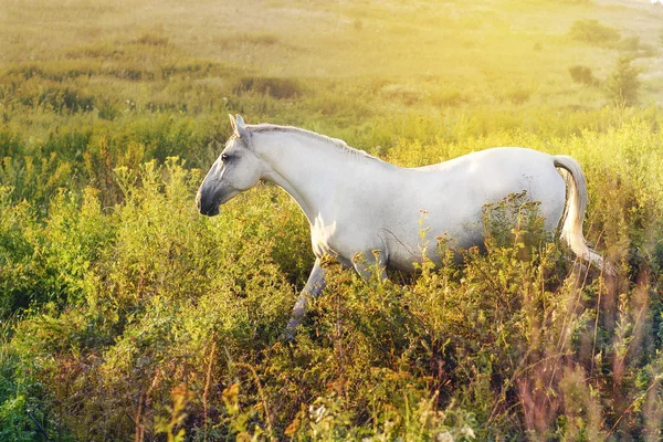 Beyaz atın yürüyüş