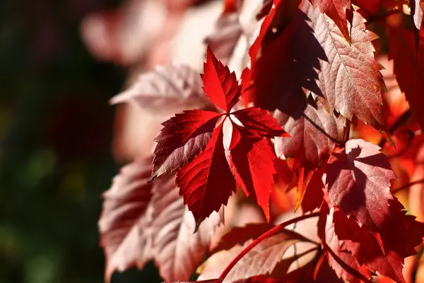 Чашка красных листьев — стоковое фото