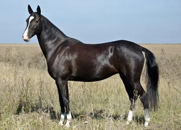 Cheval noir avec une tache blanche dans le champ — Photo