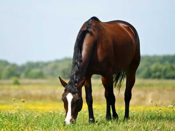 Um cavalo castanho com uma mancha branca no campo — Fotografia de Stock