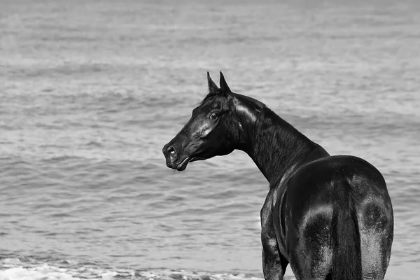 Foto preto e branco de um cavalo — Fotografia de Stock