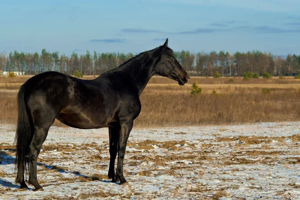 Caballo negro de pie — Foto de Stock