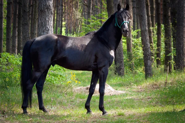 Black stallion stands on green grass — Stock Photo, Image
