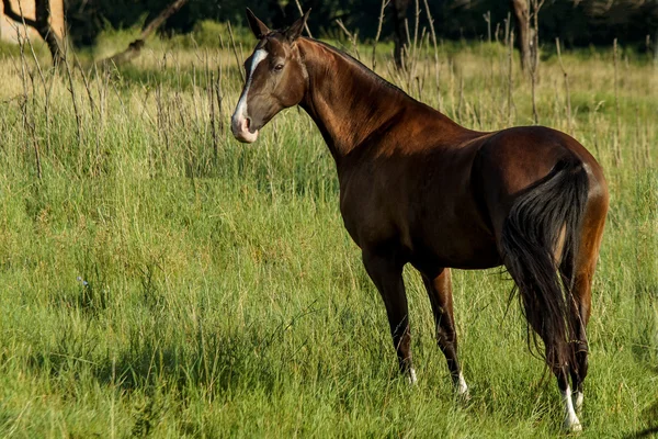 Caballo marrón oscuro caminando en el campo — Foto de Stock