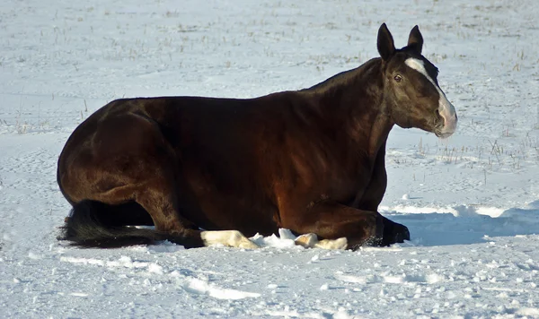 Horse lies on a  snowy field — Stock Photo, Image