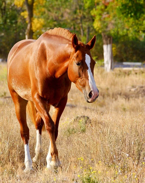 Paard wandelingen op het gras — Stockfoto