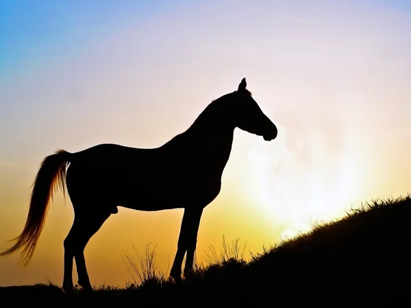 剪影的种马的日落 — 图库照片