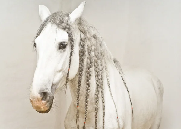 Beyaz örgü ile beyaz bir at portresi