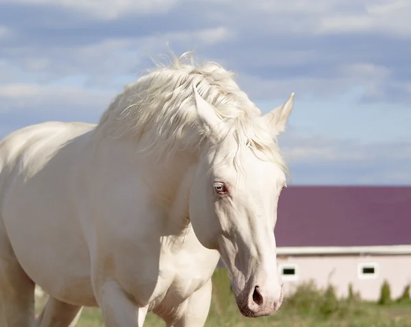 bulutlu gökyüzü arka plan üzerinde beyaz at