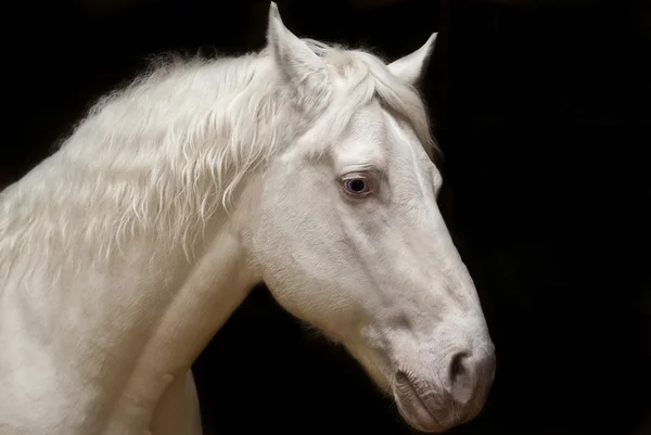 siyah bir arka plan üzerinde beyaz bir at portresi