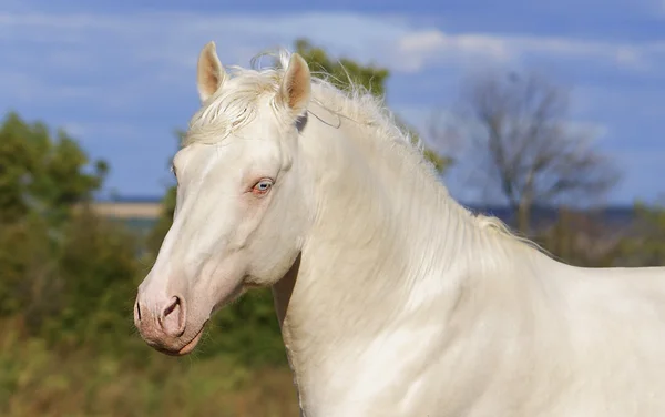 Cheval blanc sur fond de ciel nuageux — Photo