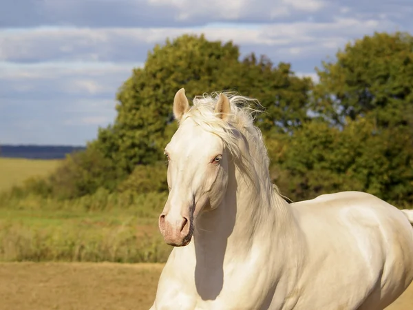 Cavalo branco em um contexto de céu nublado — Fotografia de Stock