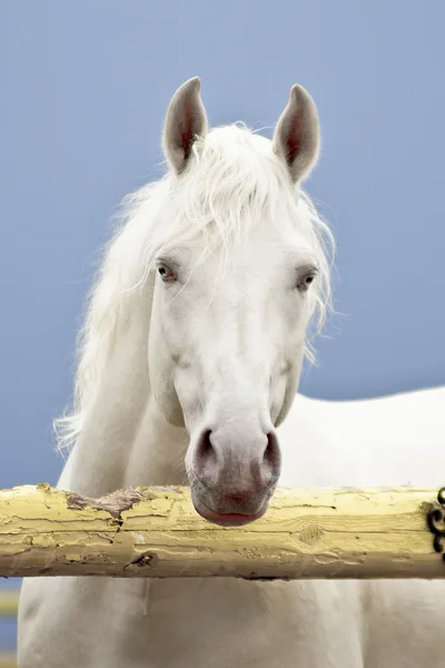 White horse op een donkere hemel — Stockfoto