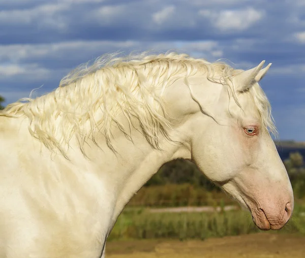 Cavalo branco em um contexto do céu — Fotografia de Stock