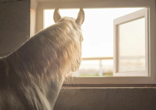 Beyaz bir ahır pencereden dışarı bakmak at