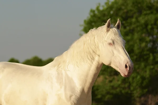 Cheval blanc marchant parmi les arbres verts — Photo